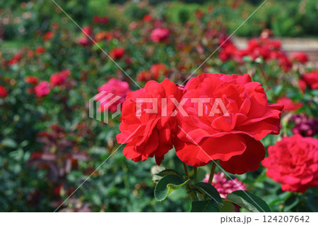 Beautiful blooming red rose flower bush, floral background, gardening Beautiful blooming red rose flower bush, floral background, gardening 124207642