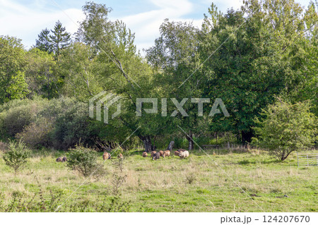 Green meadow with sheep near the forest Green meadow with sheep near the forest 124207670