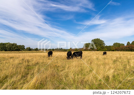 Rural landscape with grazing cows on a sunny day 124207672