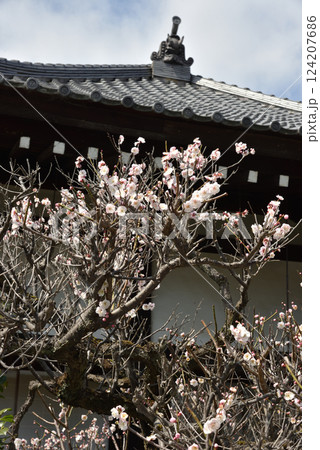 早春の随心院 白梅(京都市山科区) 早春の随心院 白梅(京都市山科区) 124207686