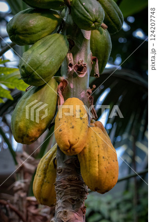 Fresh papaya fruits attached to the papaya tree. 124207748