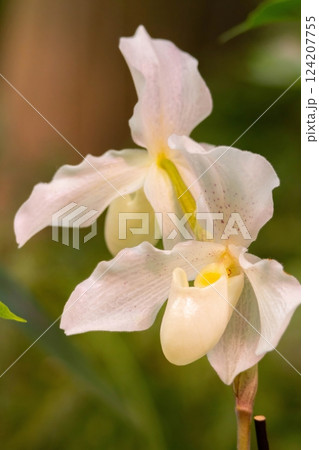 Paphiopedilum niveum is paphiopedilum orchid flower Paphiopedilum niveum is paphiopedilum orchid flower 124207755