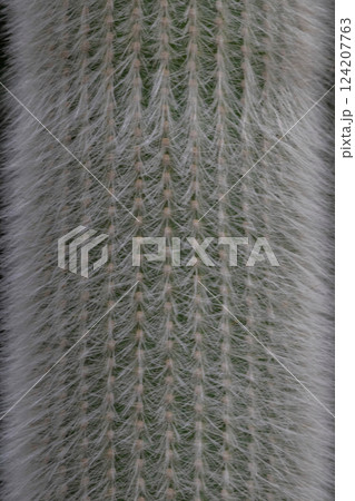 cactus Cephalocereus senilis with long hair cactus Cephalocereus senilis with long hair 124207763