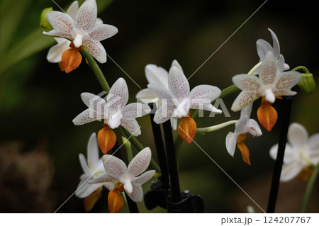 Yellow orchid, Phalaenopsis equestris, yellow lip form Yellow orchid, Phalaenopsis equestris, yellow lip form 124207767