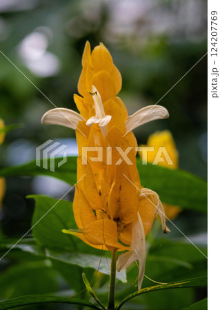 This plant is also known as Golden Shrimp Plant 124207769
