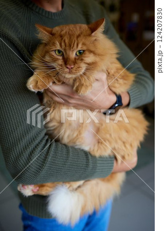 Close-up of a cat face. Portrait of a female kitten. Cat looks curious and alert. Detailed picture of a cats face. Close-up of a cat face. Portrait of a female kitten. Cat looks curious and alert. Detailed picture of a cats face. 124207830