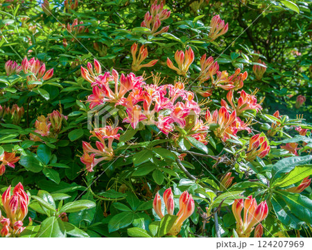 Amazing pink  rhododendron blossoms  (pink colors) in Japanese garden 124207969
