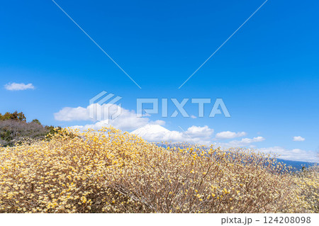 【富士山素材】白糸自然公園から見る富士山とミツマタの花【静岡県】 【富士山素材】白糸自然公園から見る富士山とミツマタの花【静岡県】 124208098