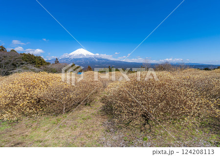 【富士山素材】白糸自然公園から見る富士山とミツマタの花【静岡県】 124208113