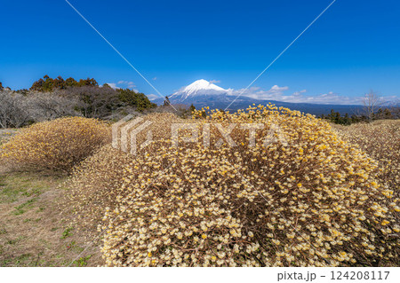 【富士山素材】白糸自然公園から見る富士山とミツマタの花【静岡県】 124208117
