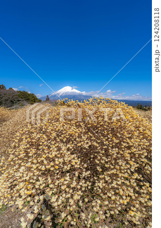 【富士山素材】白糸自然公園から見る富士山とミツマタの花【静岡県】 124208118