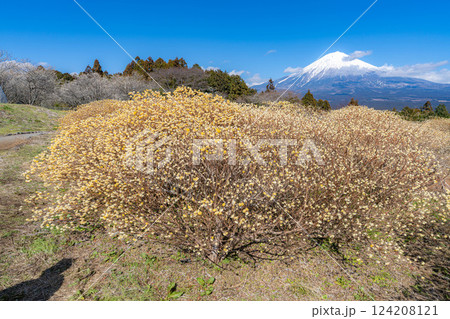 【富士山素材】白糸自然公園から見る富士山とミツマタの花【静岡県】 124208121