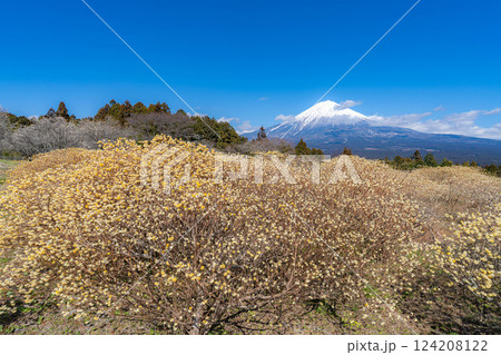 【富士山素材】白糸自然公園から見る富士山とミツマタの花【静岡県】 124208122