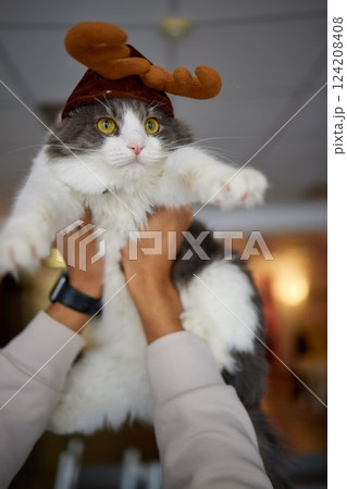 A gray cat in a red knitted hat and scarf sits on a wooden background in New Year's decorations. Gift bag. Christmas with pets. New Year's costume for the cat. A gray cat in a red knitted hat and scarf sits on a wooden background in New Year's decorations. Gift bag. Christmas with pets. New Year's costume for the cat. 124208408