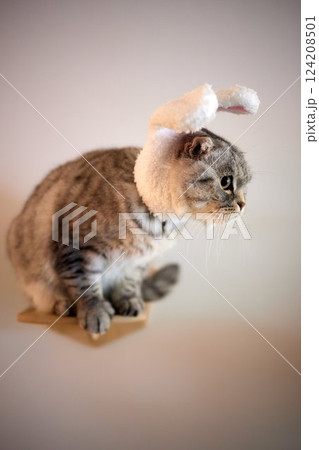 A gray cat in a red knitted hat and scarf sits on a wooden background in New Year's decorations. Gift bag. Christmas with pets. New Year's costume for the cat. 124208501