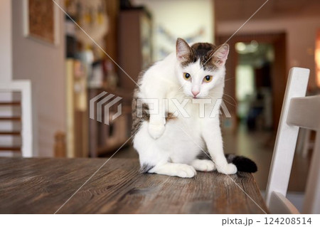 Beautiful cat in living room at home Beautiful cat in living room at home 124208514