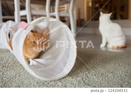 Cat Framed and Alert in Cat Tunnel Toy. Cat Framed and Alert in Cat Tunnel Toy. 124208531