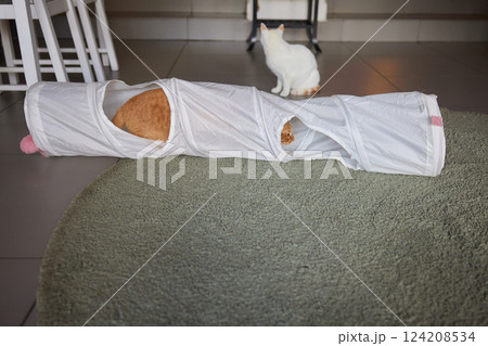Cat Framed and Alert in Cat Tunnel Toy. 124208534