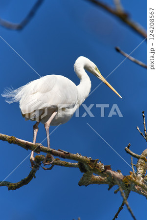 Elegant white bird perched on a branch against a bright blue sky in a serene natural setting 124208567