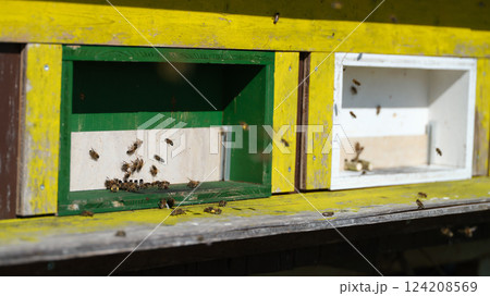 Busy bees flying in and out of colorful hives during a sunny afternoon in a vibrant apiary 124208569