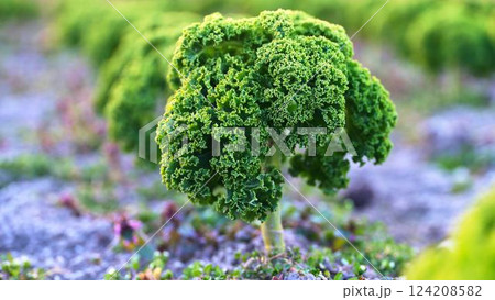 Fresh green curly kale growing in a vibrant farm field during early morning light 124208582