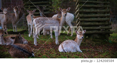 Group of deer resting and foraging in a serene forest setting during golden hour Group of deer resting and foraging in a serene forest setting during golden hour 124208584