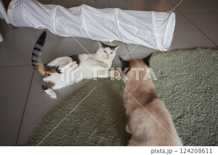 Cat Framed and Alert in Cat Tunnel Toy. Cat Framed and Alert in Cat Tunnel Toy. 124208611