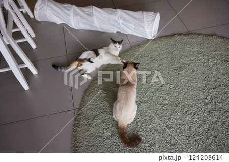 Cat Framed and Alert in Cat Tunnel Toy. 124208614