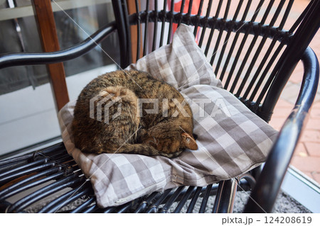 Beautiful cat in living room at home 124208619