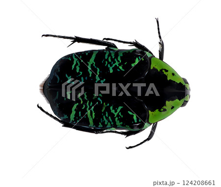 This specimen of Euchroea coelestis showcases its vibrant green and black coloration, typical of the flower beetles native to Madagascar, highlighting intricate patterns. This specimen of Euchroea coelestis showcases its vibrant green and black coloration, typical of the flower beetles native to Madagascar, highlighting intricate patterns. 124208661