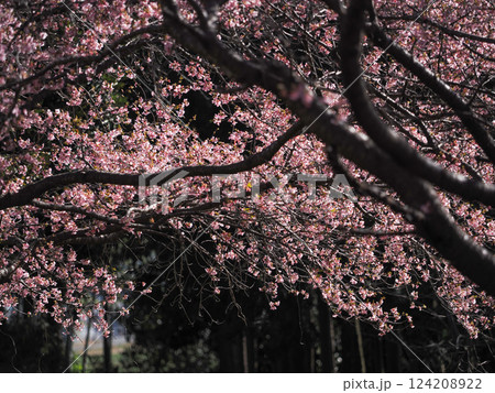 静寂な森に咲く桜の枝と淡い春の光 静寂な森に咲く桜の枝と淡い春の光 124208922