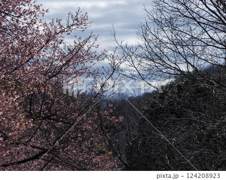 春の訪れを告げる桜と冬枯れの対比 124208923
