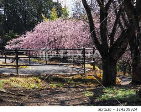 桜咲く春の散策路と穏やかな風景 124208924