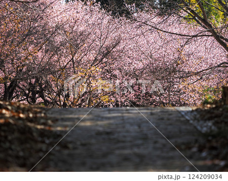 桜並木へと続く静かな小道 124209034