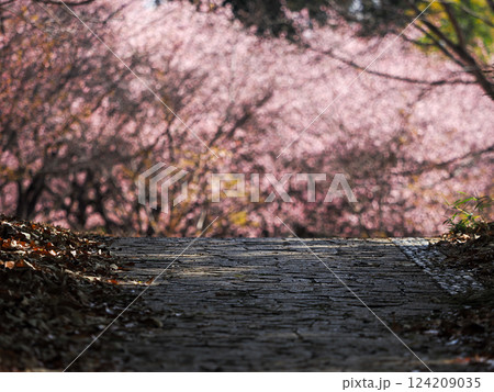 桜並木へと続く静かな小道 124209035