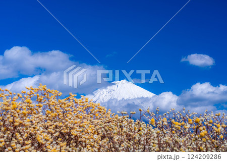 【富士山素材】白糸自然公園から見る富士山とミツマタの花【静岡県】 124209286