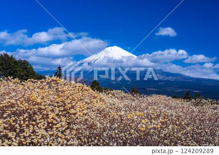【富士山素材】白糸自然公園から見る富士山とミツマタの花【静岡県】 124209289