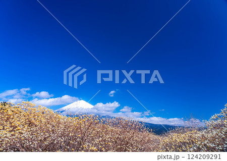 【富士山素材】白糸自然公園から見る富士山とミツマタの花【静岡県】 【富士山素材】白糸自然公園から見る富士山とミツマタの花【静岡県】 124209291