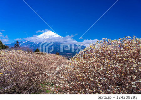 【富士山素材】白糸自然公園から見る富士山とミツマタの花【静岡県】 124209295