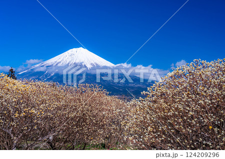 【富士山素材】白糸自然公園から見る富士山とミツマタの花【静岡県】 124209296