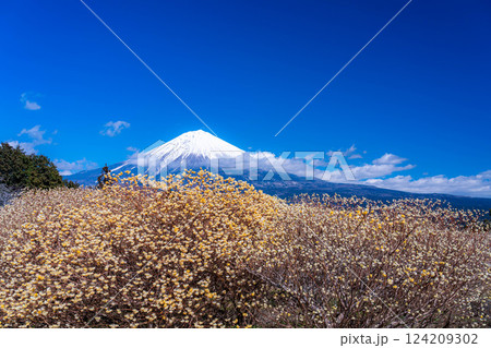 【富士山素材】白糸自然公園から見る富士山とミツマタの花【静岡県】 124209302