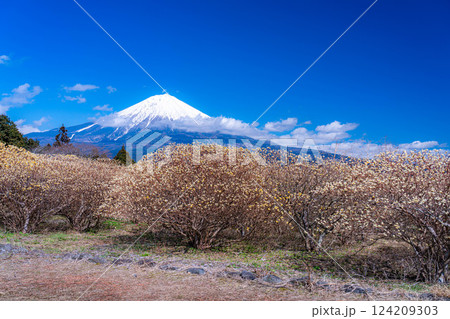 【富士山素材】白糸自然公園から見る富士山とミツマタの花【静岡県】 124209303