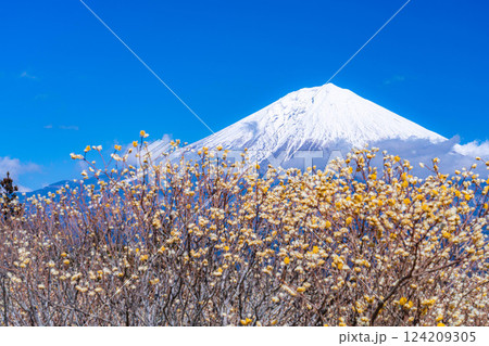 【富士山素材】白糸自然公園から見る富士山とミツマタの花【静岡県】 【富士山素材】白糸自然公園から見る富士山とミツマタの花【静岡県】 124209305