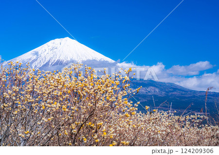 【富士山素材】白糸自然公園から見る富士山とミツマタの花【静岡県】 124209306