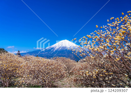 【富士山素材】白糸自然公園から見る富士山とミツマタの花【静岡県】 124209307