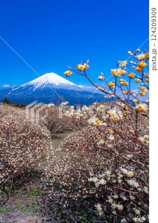 【富士山素材】白糸自然公園から見る富士山とミツマタの花【静岡県】 124209309