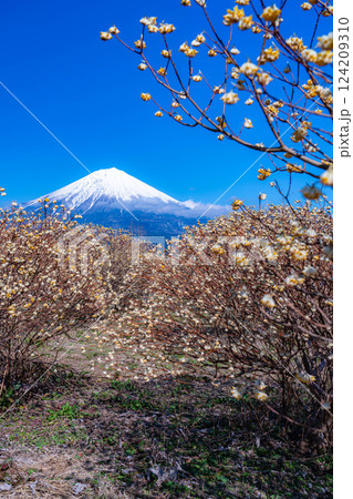 【富士山素材】白糸自然公園から見る富士山とミツマタの花【静岡県】 【富士山素材】白糸自然公園から見る富士山とミツマタの花【静岡県】 124209310