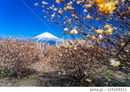 【富士山素材】白糸自然公園から見る富士山とミツマタの花【静岡県】 【富士山素材】白糸自然公園から見る富士山とミツマタの花【静岡県】 124209311