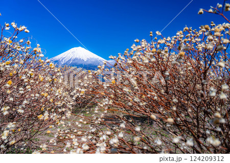 【富士山素材】白糸自然公園から見る富士山とミツマタの花【静岡県】 124209312