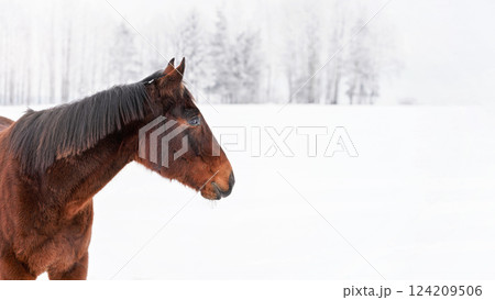 Dark brown horse standing on snow covered field, detail at head, empty space for text right side 124209506